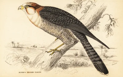 Vörösnyakú sólyom, Falco chicquera ruficollis