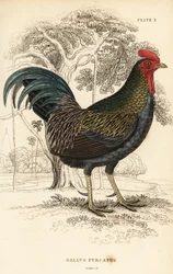 Vörös dzsungelszárnyas, Gallus gallus javanicus