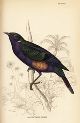 Pompás fényes seregély (Szenegál), Lamprotornis splendidus chrysonotis (Golden füles grakle, Lamprotornis chrysonotis)