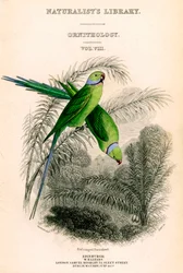 The Naturalists Library, Ornithology Vol VIII, Red ringed Parrakeet, c1833-1865.