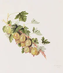 Zöld egres, 1815