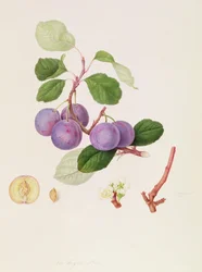 A királyi szilva, 1815