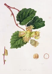 A csutkadió, 1816
