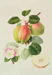 A holland Codlin, 1820