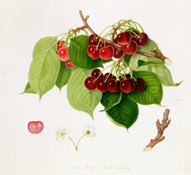 A májusi Cherry herceg, 1815