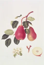 A skarlát beurree körte, 1819