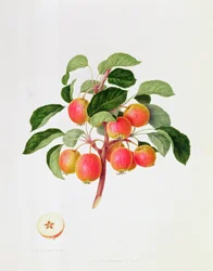 A tatárrák alma, 1819