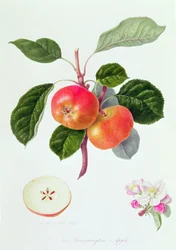A Trumpington Apple, 1819