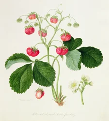 Wilmot skarlátvörös Kakastaréj epre, 1820