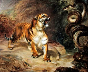 Tigris és piton