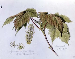 Platán vagy nagy juhar, festve Brantwoodban, 1865. május 3-án (akvarell papíron)