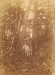 Cím nélkül, a The Forest című portfólióból: Adirondack Woods