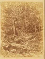 Cím nélkül, a The Forest című portfólióból: Adirondack Woods
