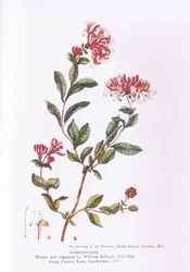 Honeysuckle, Nature in Britain, Collins, 1946