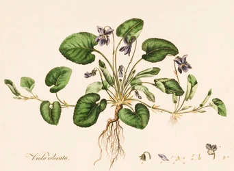Viola odorata, Sweet Violet, 1770-1790.