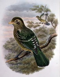 Ailuroedus Crassirostris, zöld macskamadár (színes litho)