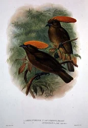 Amblyornis Flavifrons (színes litó)