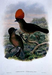 Amblyornis Subalaris (színes litó)