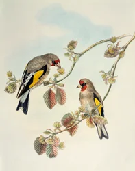 Európai aranypinty (Carduelis carduelis caniceps), litográfia Ázsia madaraiból