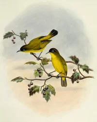 Aranyhasú fehérszem (Zosterops uropygialis), metszet: William Matthew Hart (1830-1908), Egyesült Királyság