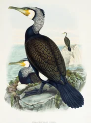 Nagy kárókatona (Phalacrocorax carbo), litográfia a Birds of Great Britain-ből
