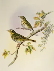 Indian Tree-Pipit (Pipastes agilis), litográfia az Ázsia madaraiból