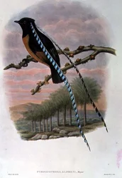 Pteridophora Alberti, Szászország királya Paradicsommadár (színes litho)