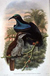 Ptiloris Magnificus, Puskás paradicsommadár (színes litho)