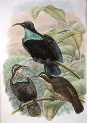 Ptiloris Paradiseus, puskás paradicsommadár (színes litho)