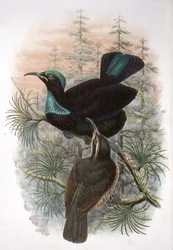 Ptiloris Victoriae, Victoria Rifle Paradicsommadár (színes litho)