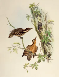 Szunda harkály (Dendrocopos moluccensis), litográfia Ázsia madaraiból