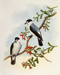 Pataki vörösbegy, Monachella muelleriana, William Matthew Hart (1830-1908) metszete, Egyesült Királyság