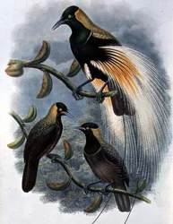 Trichoparadisea Gulielmi (színes litho)