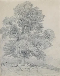 Egy hegyi szilfa Hawleyben, Hampshire-ben