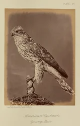 Amerikai sólyom, fiatal hím