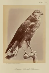 Mocsári sólyom; Harrier