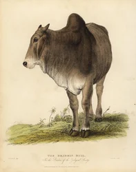 Brahma fajta zebu szarvasmarha, Bos taurus indicus.
