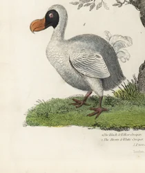 Dodo, Raphus cucullatus, kihalt röpképtelen madár (korábban Didus ineptus). Kézzel színezett rézmetszet egy ismeretlen művésztől William Smellie Természettörténetéből.
