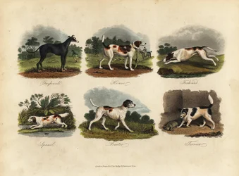 Agár, harrier, rókakutya, spániel, pointer, terrier.