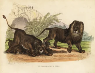 Oroszlán, Oroszlán és Kölykök, Panthera leo.