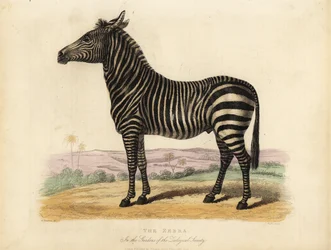 Síksági zebra, Equus quagga.