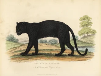 A fekete leopárd, Panthera pardus.