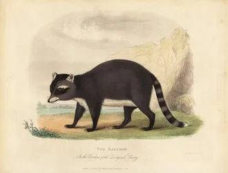 A mosómedve, Procyon lotor.