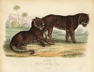 Tigris, Panthera tigris, veszélyeztetett.