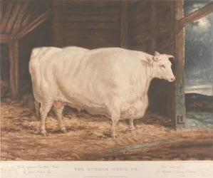 A durhami fehér ökör / A továbbfejlesztett Tees Water Breed, / szerző: John Nesham, Esqr. / Houghton le Spring, Durham tenyésztette és táplálta /