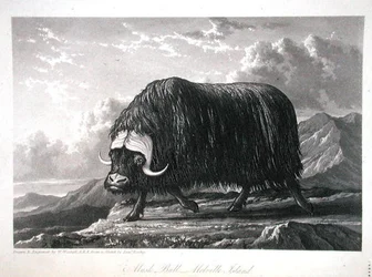 Musk Bull, Melville Island, „Journal of a Voyage for the Discovery of a Discovery of a North West Passage from the Atlantic to the Pacific, előadva az 1819-20-as években”, William Edward Parry, 1821-ben megjelent (metszet)
