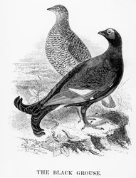 The Black Grouse, illusztráció William Yarrell „A British Birds története” című művéből, először 1843-ban jelent meg