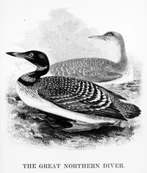 The Great Northern Diver, illusztráció William Yarrell „A British Birds története” című művéből, először 1843-ban jelent meg (fametszet)