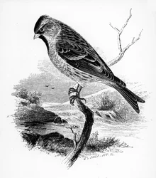 The Lesser Redpole, illusztráció William Yarrell „A British Birds története” című művéből, először 1843-ban jelent meg
