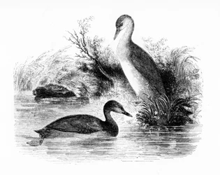 The Little Grebe, vagy Dabchick, illusztráció William Yarrell „A British Birds története” című művéből, először 1843-ban jelent meg